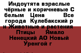 Индоутята взраслые чёрные и коричневые С белым › Цена ­ 450 - Все города, Кулебакский р-н Животные и растения » Птицы   . Ямало-Ненецкий АО,Новый Уренгой г.